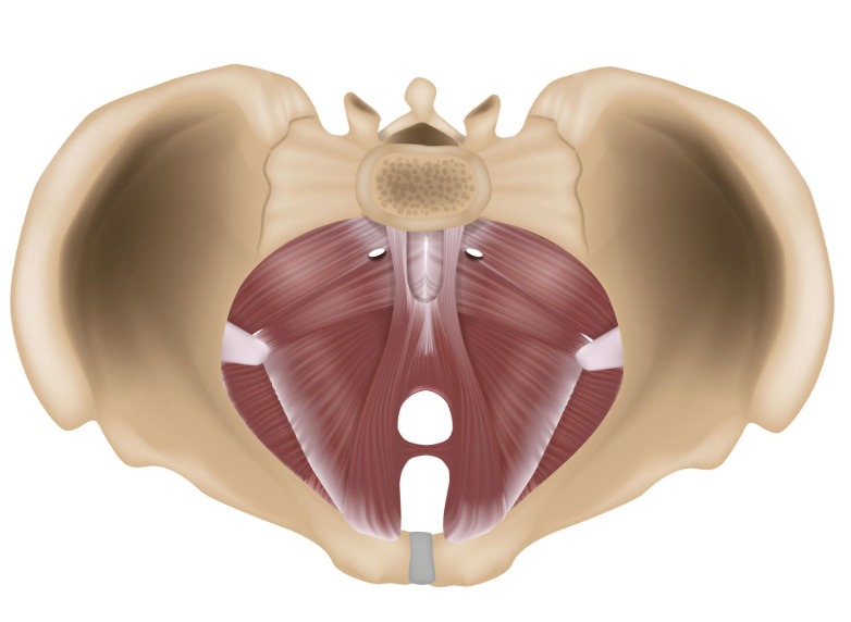 Article image: The pelvic floor is not just a postpartum matter